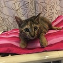 慣れ慣れおっとり癒し系キジトラちゃん4か月
