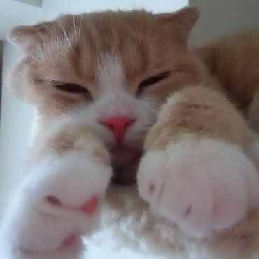 甘えんぼう こてつ