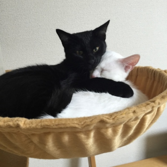 3ikiのカバー写真
