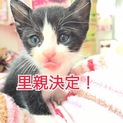 子猫が3匹産まれました(*ˊ˘ˋ*)♪