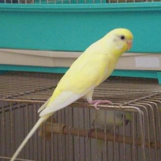 セキセイインコ雌（一才七か月）里親様募集 　