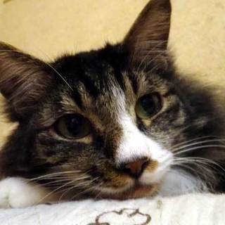 長毛でクールな男子　「セナ」