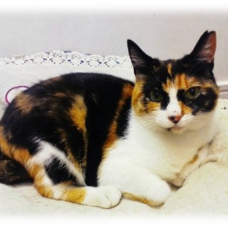 人馴れ抜群の三毛猫♪さん(*^o^*)