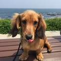 ミニチュアダックスのひめちゃんの里親募集