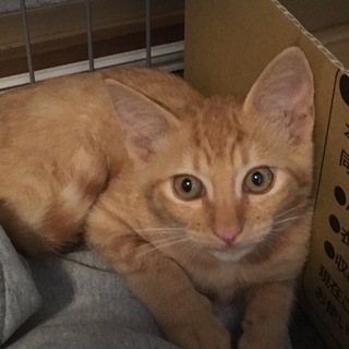 可愛い茶トラの仔猫ちゃん（男の子）
