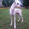 ホワイトのボクサーの里親募集です。 サムネイル3