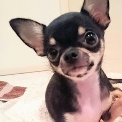 「レアショット」サムネイル1