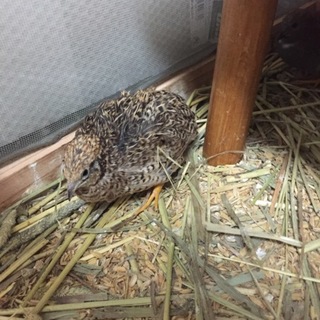 ヒメウズラ里親さん募集