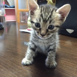 キジトラ男の子