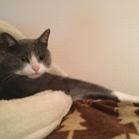にゃあたん