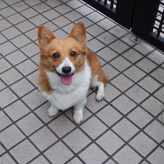 元気な女の子です