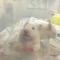 カラーハムスター 里親一時中止中止