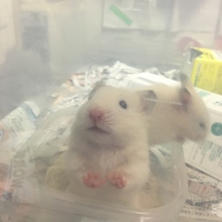 カラーハムスター 里親一時中止中止