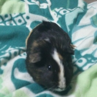 イングリッシュモルモット♀の里親募集中