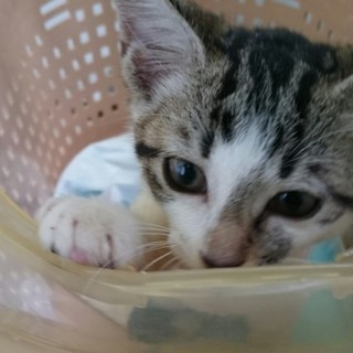 ちびにゃん、誉の家族募集