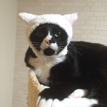 クック：斑お兄ちゃんとmamaさんが笑ってくれるように、僕、ちょっとコスプレしてみたよ！毎日はなまると麦と一緒に元気玉を送るね！！