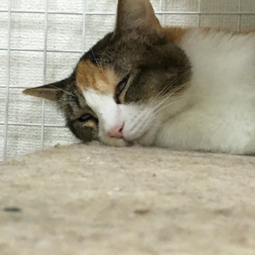 白目