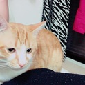 茶トラオス猫ちゃん