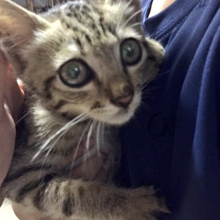 かわいい男の子です！