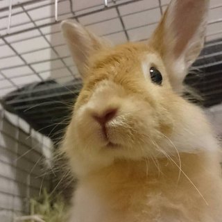 保護うさぎ10番、さばおくん