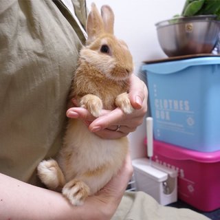 保護うさぎ5番、イズくん⇒関東移送致しました