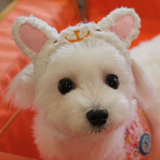 トリミングも協力的な金鈴ちゃんです♡