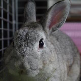 多頭飼育崩壊保護うさぎ(岐阜っ子)、つねくん