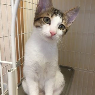 ちょ〜スリゴロの甘えん坊、トムくん三兄弟♪