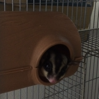 フクロモモンガ♂ アダルトです。