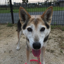 ‼️急募‼️近所のおじいちゃんの愛犬の里親さん‼️