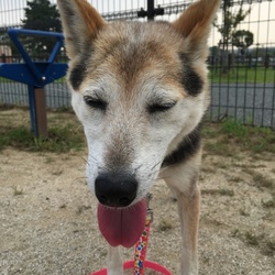 「‼️急募‼️近所のおじいちゃんの愛犬の里親さん‼️」サムネイル3