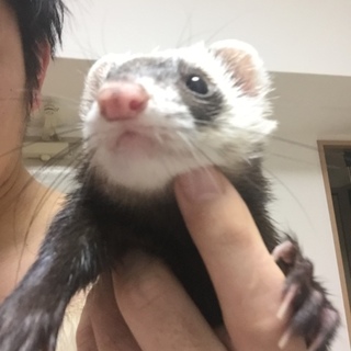 ふぅちゃん♀フェレット