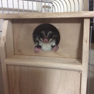 みぃちゃん♀フクモモ