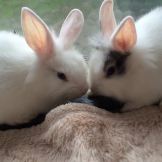 ふわふわの赤ちゃんうさぎ！