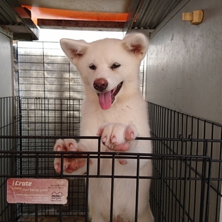 秋田犬白メス生後4ヶ月