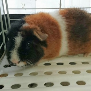 モルモットの女の子