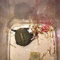 ニホンイシガメ子供 里親募集