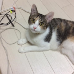 「里親になってもうすぐ1年」サムネイル2