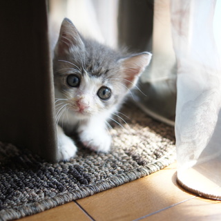 人懐っこい男の子です　２ヶ月