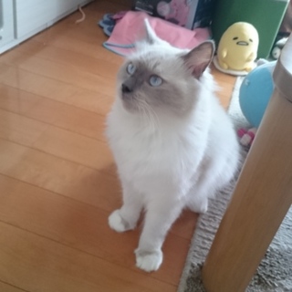 1歳のラグドールの里親募集