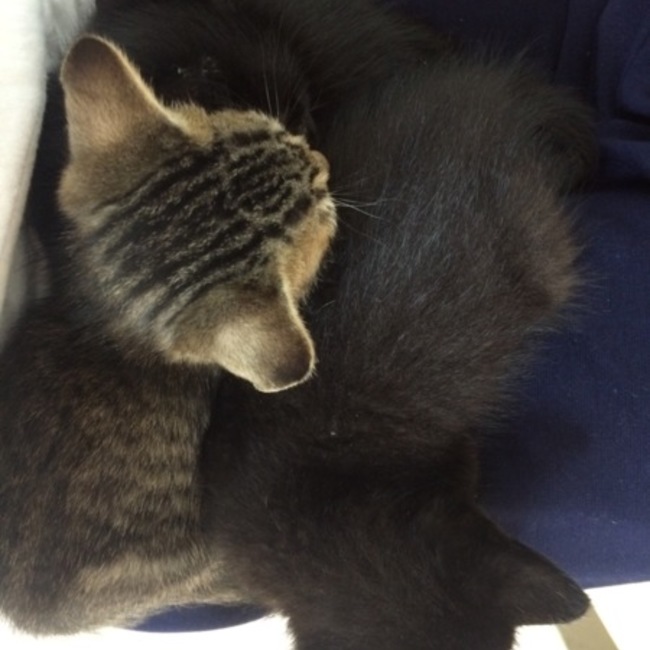 カナ0307のカバー写真