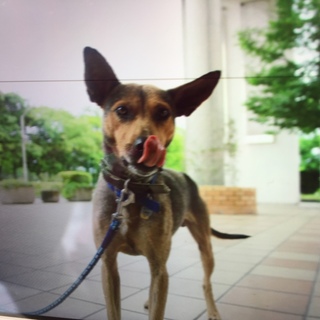 保健所よりレスキューした仔ですが無駄吠えしないです