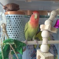 コザクラインコです