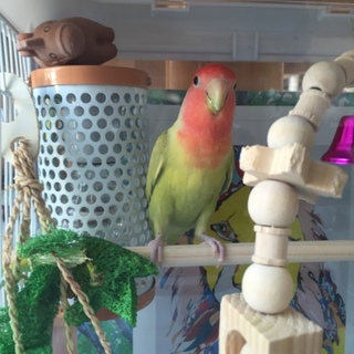 コザクラインコです