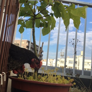 生後9ヶ月程の黒鶏(品種名 ネラ)♂二羽です