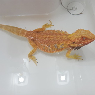 里親募集してます！