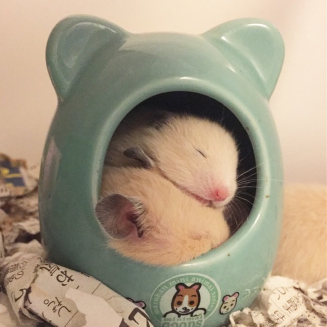 しゃやかっちのカバー写真