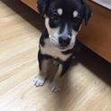 優しい家族の一員になります！決定しました。