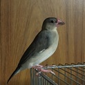桜文鳥の里親募集