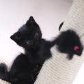 生後1ヶ月くらいの元気な黒の鍵しっぽの男の子です！
